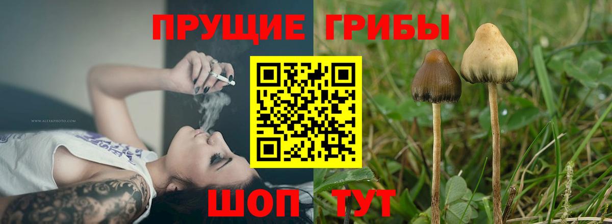 Галлюциногенные грибы GOLDEN TEACHER  Вход с VPN  Можга 
